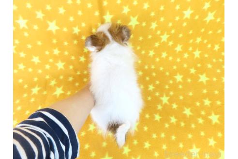 成約済の千葉県のパピヨン-354654の16枚目