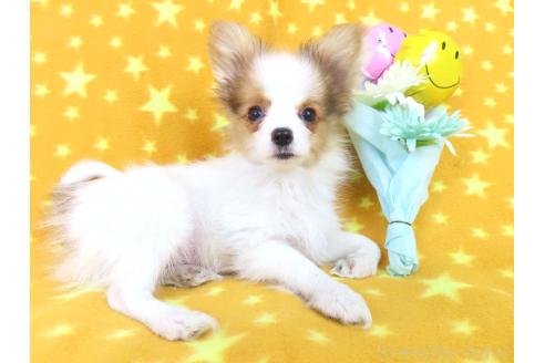 成約済の千葉県のパピヨン-354654の14枚目