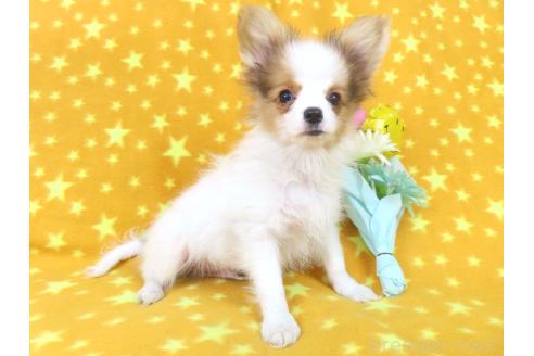 成約済の千葉県のパピヨン-354654の13枚目