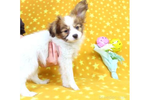 成約済の千葉県のパピヨン-355332の10枚目