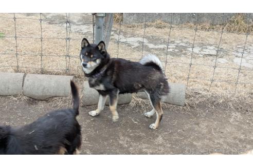 成約済の熊本県の柴犬-357434の2枚目