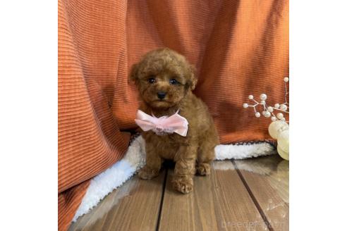 成約済の茨城県のトイプードル-365060の1枚目