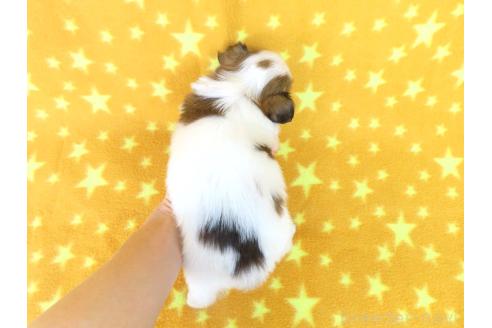 成約済の千葉県のパピヨン-365061の11枚目