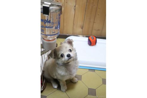 成約済の滋賀県のチワワ(ロングコート)-358042の4枚目