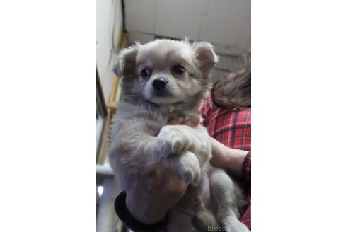 成約済の滋賀県のチワワ(ロングコート)-358042の2枚目