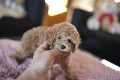 成約済の茨城県のタイニープードル-364536の2枚目