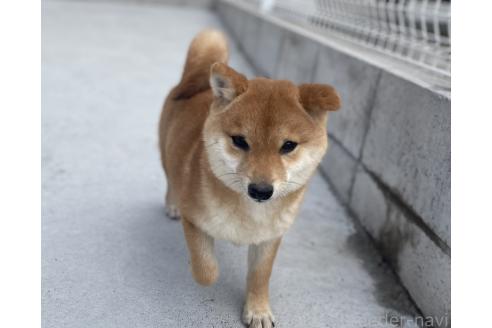 成約済の福岡県の豆柴-339869の2枚目