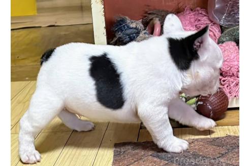 成約済の愛媛県のフレンチブルドッグ-365107の21枚目