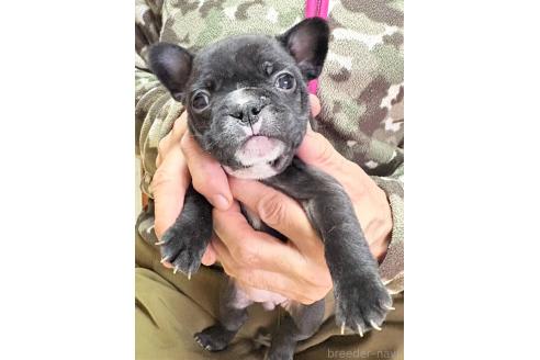 成約済の愛媛県のフレンチブルドッグ-365108の113枚目