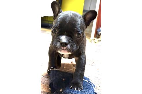 成約済の愛媛県のフレンチブルドッグ-365108の111枚目