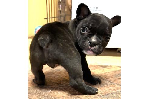 成約済の愛媛県のフレンチブルドッグ-365108の112枚目
