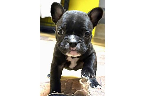 成約済の愛媛県のフレンチブルドッグ-365108の110枚目