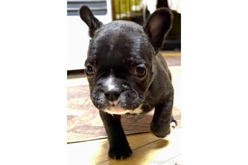 成約済の愛媛県のフレンチブルドッグ-365108の108枚目