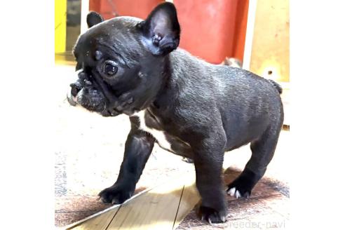 成約済の愛媛県のフレンチブルドッグ-365108の109枚目