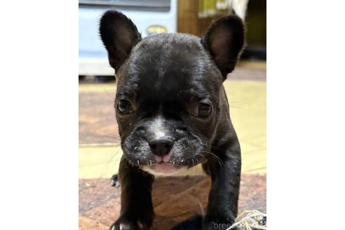 成約済の愛媛県のフレンチブルドッグ-365108の107枚目