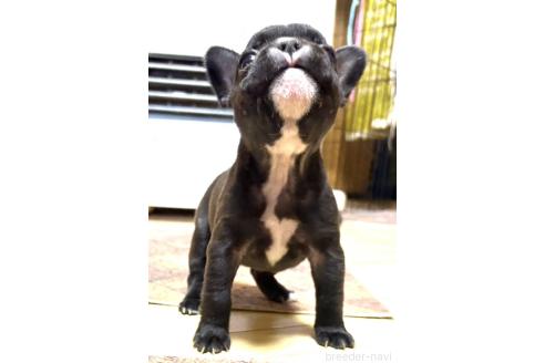 成約済の愛媛県のフレンチブルドッグ-365108の106枚目