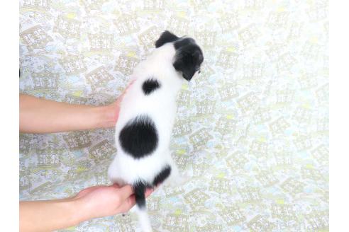 成約済の千葉県のチワワ(ロングコート)-351709の12枚目