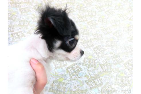 成約済の千葉県のチワワ(ロングコート)-351709の11枚目