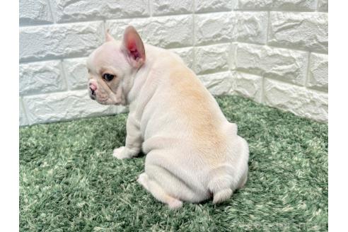 成約済の愛知県のフレンチブルドッグ-365128の2枚目