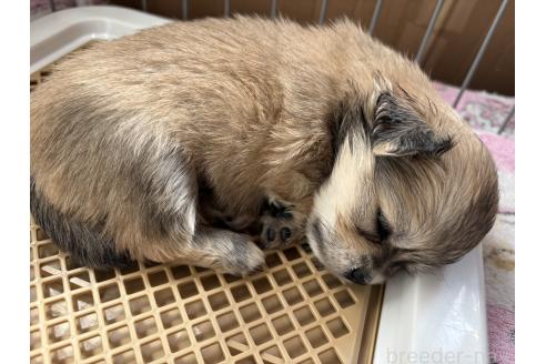 成約済の広島県のポメチワ:ポメラニアン×チワワ-365134の9枚目