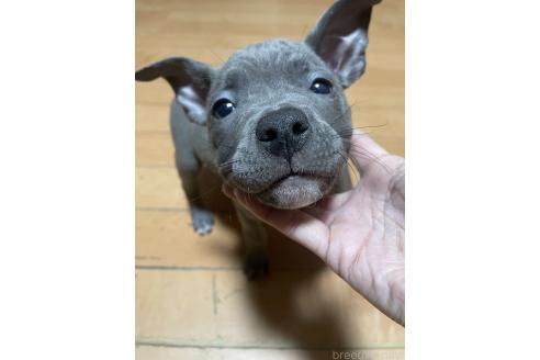成約済の佐賀県のアメリカンピットブルテリア-365145の12枚目