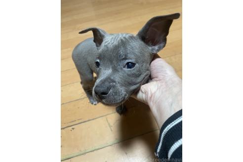 成約済の佐賀県のアメリカンピットブルテリア-365145の11枚目