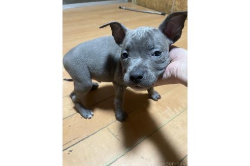 成約済の佐賀県のアメリカンピットブルテリア-365145の9枚目