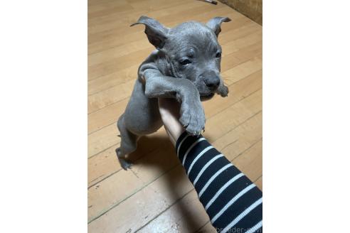 成約済の佐賀県のアメリカンピットブルテリア-365145の4枚目