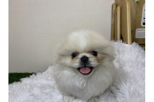 成約済の大分県のペキニーズ-357610の60枚目