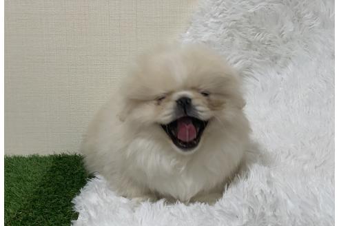 成約済の大分県のペキニーズ-357610の59枚目