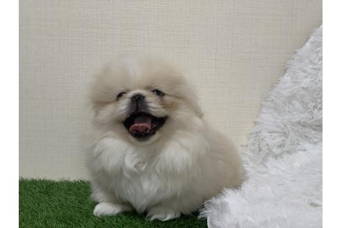 成約済の大分県のペキニーズ-357610の55枚目