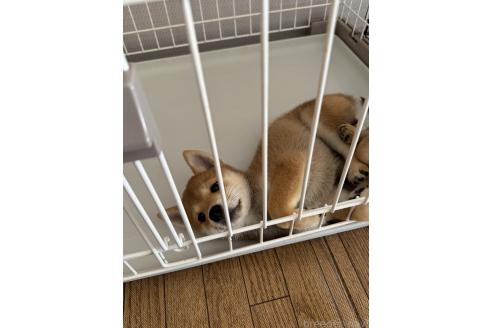 成約済の東京都の豆柴-356757の8枚目