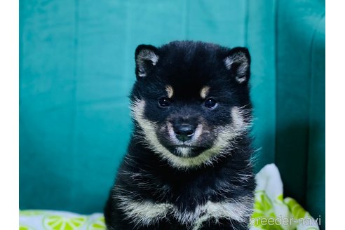 成約済の茨城県の豆柴-365075の3枚目