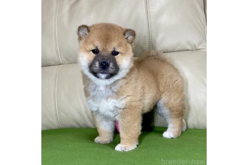 成約済の茨城県の柴犬-361705の12枚目