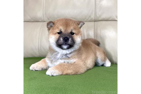 成約済の茨城県の柴犬-361705の11枚目