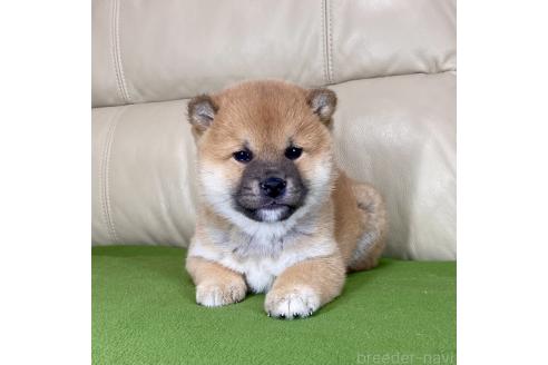 成約済の茨城県の柴犬-361705の9枚目