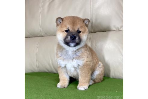 成約済の茨城県の柴犬-361705の7枚目