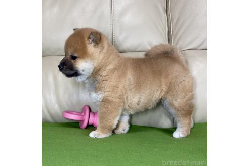 成約済の茨城県の柴犬-361705の6枚目