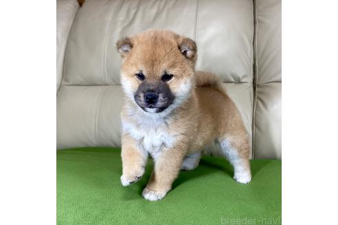 成約済の茨城県の柴犬-361705の5枚目