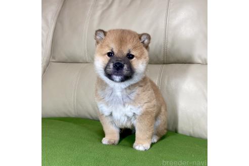 成約済の茨城県の柴犬-361705の4枚目