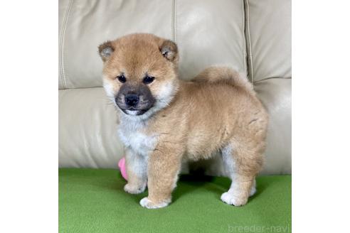 成約済の茨城県の柴犬-361705の3枚目