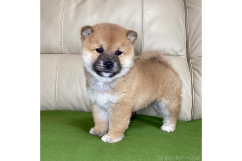 成約済の茨城県の柴犬-361705の2枚目
