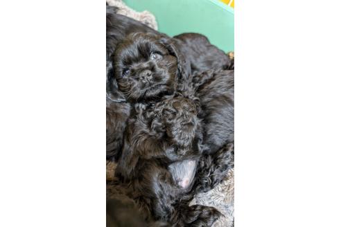 成約済の愛知県のアメリカンコッカースパニエル-359834の11枚目