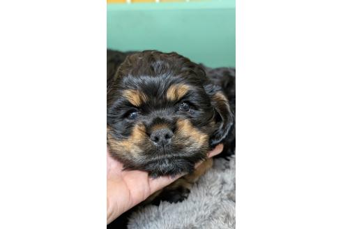 成約済の愛知県のアメリカンコッカースパニエル-359831の4枚目