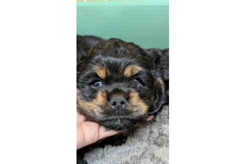 成約済の愛知県のアメリカンコッカースパニエル-359831の3枚目