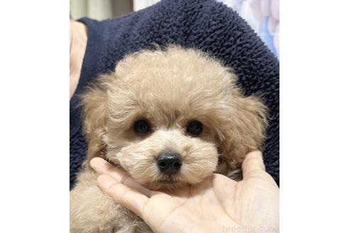 成約済の岐阜県のティーカッププードル-358183の7枚目