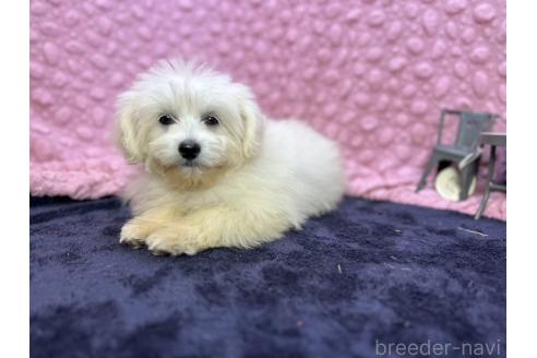 成約済の茨城県のミックス犬-365182の14枚目