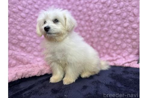 成約済の茨城県のミックス犬-365182の12枚目