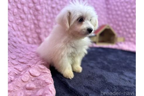 成約済の茨城県のミックス犬-365182の11枚目
