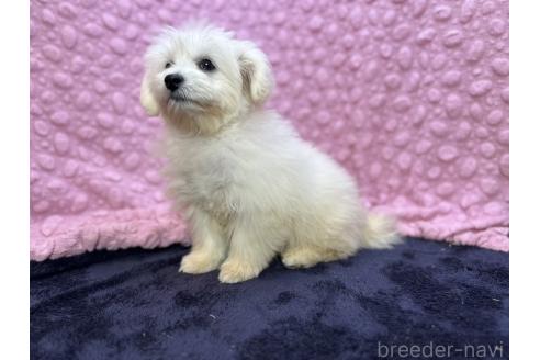 成約済の茨城県のミックス犬-365182の10枚目